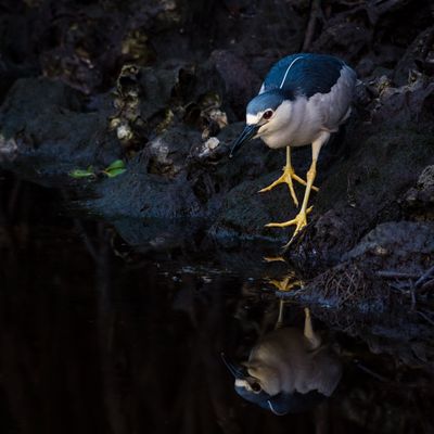 Bihoreau gris -- Black-crowned Night Heron