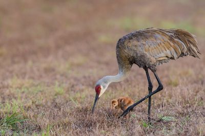 Grue du Canada -- Sandhill Crane