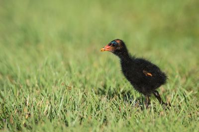 Gallinule poule d'eau -- Common Moorhen