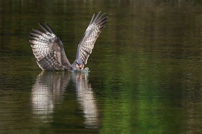 Milan des marais -- Snail kite