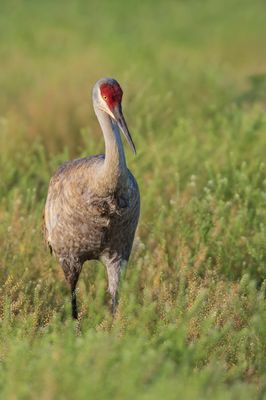 Grue du Canada -- Sandhill Crane