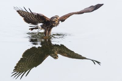 Milan des marais -- Snail kite