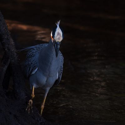 Bihoreau violac -- Yellow-crowned Night Heron