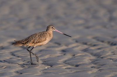 Barge marbre -- Marbled Godwit