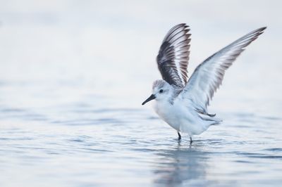 Bcasseau sanderling -- Sanderling