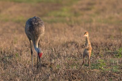 Grue du Canada -- Sandhill Crane