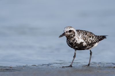 Pluvier argenté -- Grey Plover