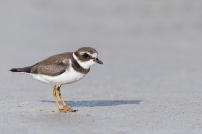 Pluvier semipalmé -- Semipalmated Plover