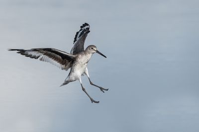 Chevalier semipalmé -- Willet