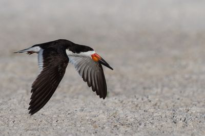 Bec-en-ciseaux noir -- Black skimmer