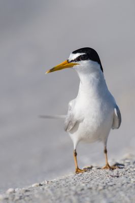 Petite sterne -- Least Tern