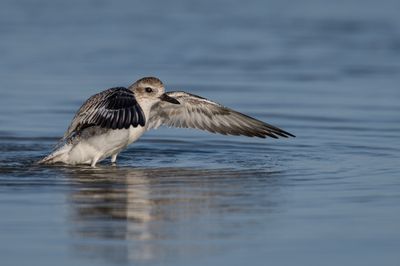 Pluvier argenté -- Grey Plover