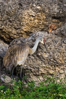 Grue du Canada -- Sandhill Crane