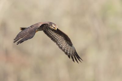 Milan des marais -- Snail kite