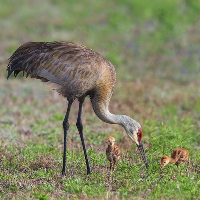 Grue du Canada -- Sandhill Crane