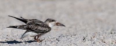 Bec-en-ciseaux noir -- Black skimmer