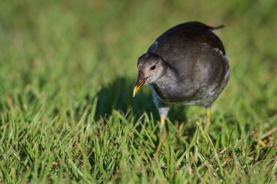 Gallinule poule d'eau -- Common Moorhen