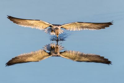 Bec-en-ciseaux noir -- Black skimmer