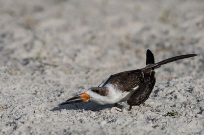 Bec-en-ciseaux noir -- Black skimmer