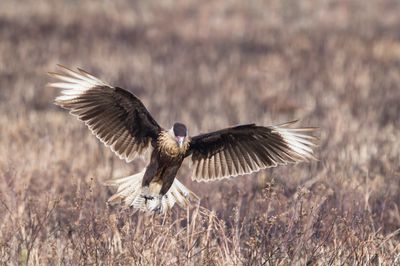Caracara du Nord -- Crested Caracara