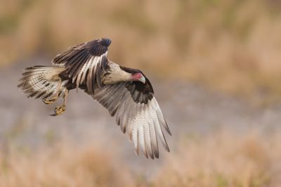 Caracara du Nord -- Crested Caracara