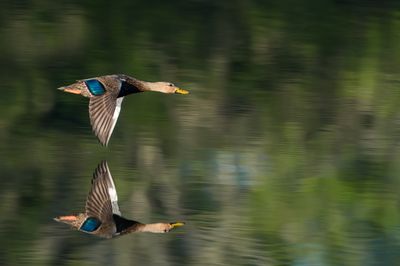 Canard noir -- American Black Duck
