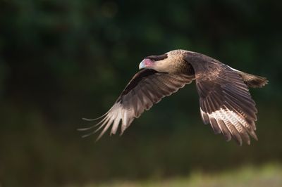 Caracara du Nord -- Crested Caracara