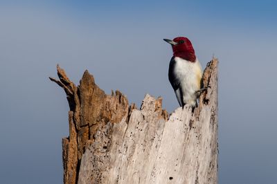 Pic à tête rouge -- Red-headed Woodpecker
