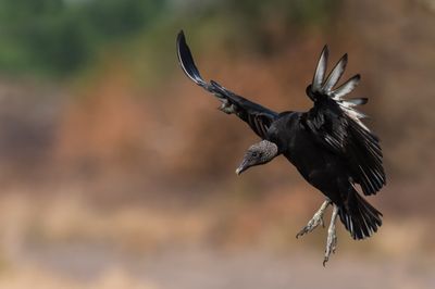 Urubu noir -- Black vulture