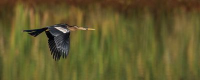 Anhinga d'Amérique -- Anhinga