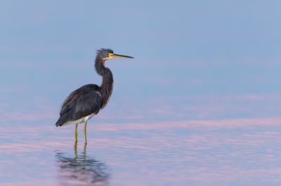 Aigrette tricolore -- Tricolored Heron