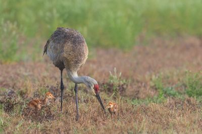 Grue du Canada -- Sandhill Crane