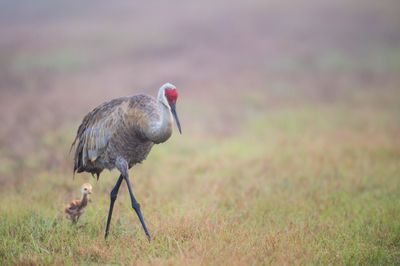 Grue du Canada -- Sandhill Crane