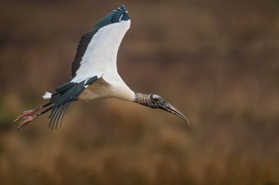 Tantale d'Amrique -- Wood Stork