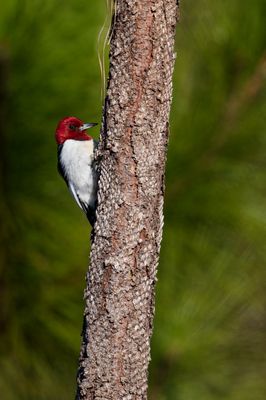 Pic  tte rouge -- Red-headed Woodpecker