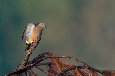 Tourterelle triste -- Mourning Dove
