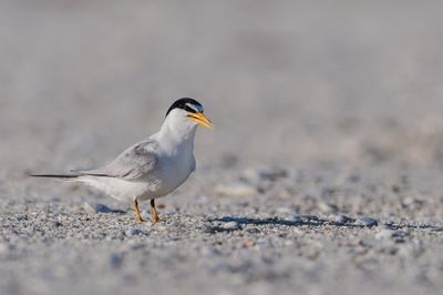 Petite sterne -- Least Tern