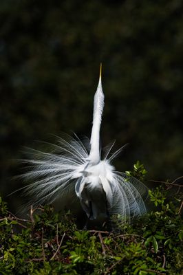 Grande aigrette -- Great Egret