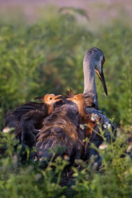 Grue du Canada -- Sandhill Crane