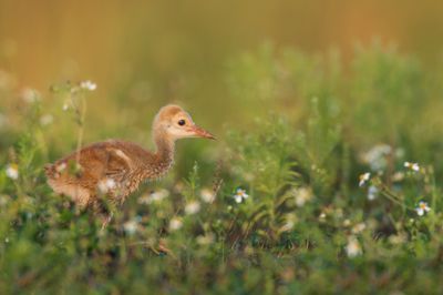 Grue du Canada -- Sandhill Crane