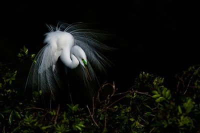 Grande aigrette -- Great Egret