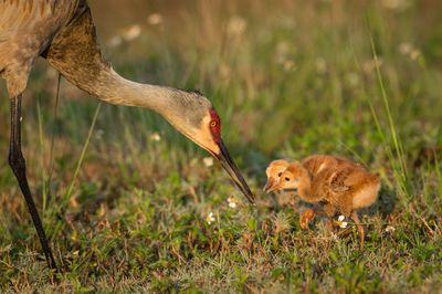 Grue du Canada -- Sandhill Crane