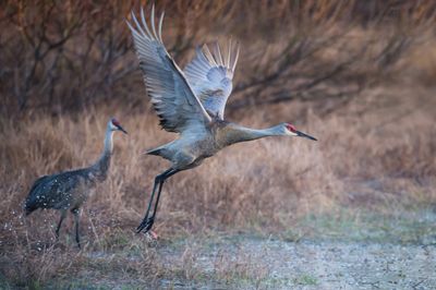 Grue du Canada -- Sandhill Crane