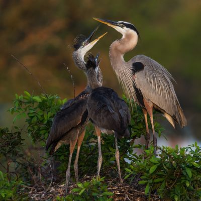 Grand hron -- Great Blue Heron