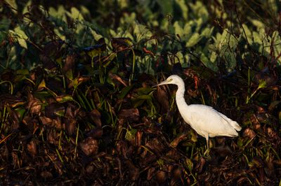 Aigrette bleue, juvnile  -- Little Blue Heron, juvenile