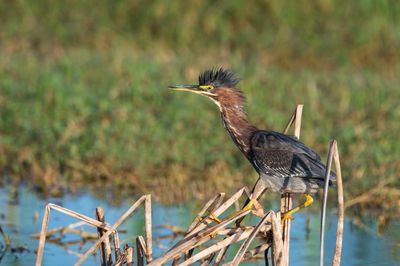 Hron vert -- Green Heron