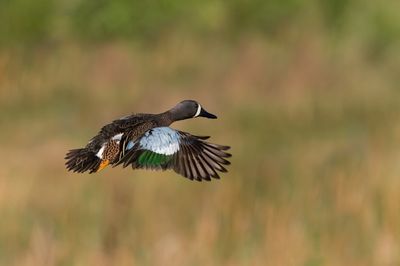 Sarcelle à ailes bleues -- Blue-Winged Teal