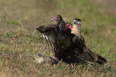Urubu à tête rouge et Caracara du Nord -- Turkey vulture and Crested Caracara