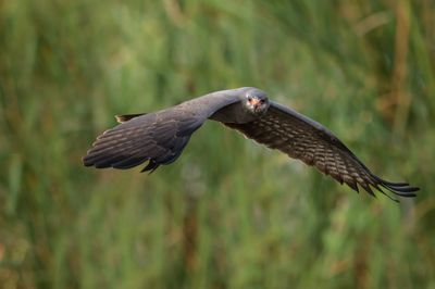 Milan des marais -- Snail kite
