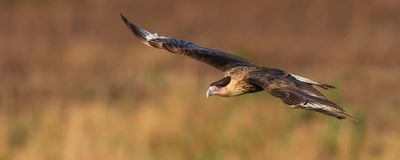 Caracara du Nord -- Crested Caracara